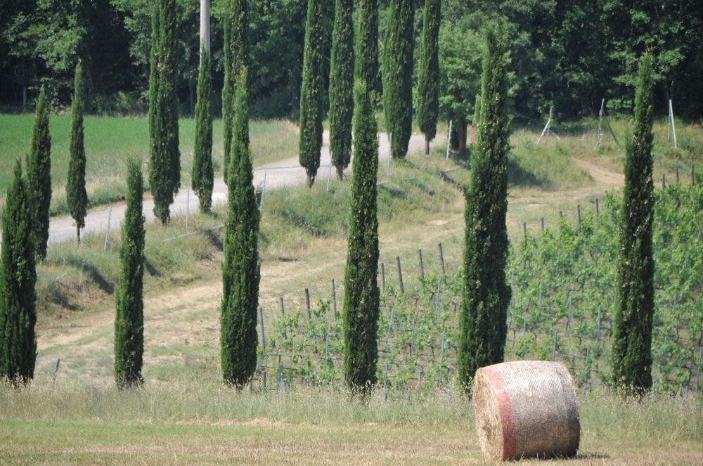 Tenuta Casabianca Murlo Dış mekan fotoğraf